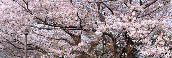 桜のHDR